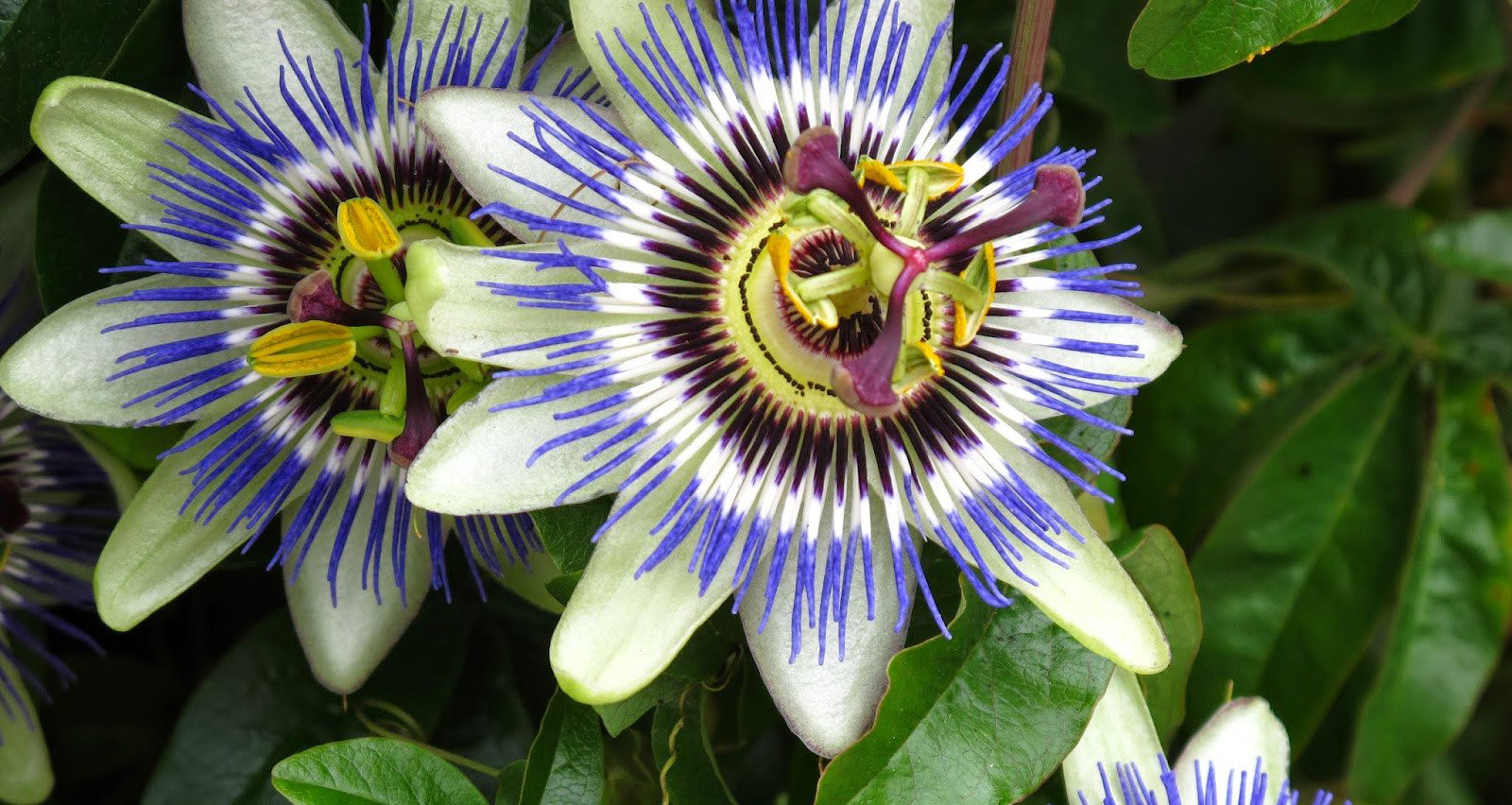 The Passiflora and its properties
