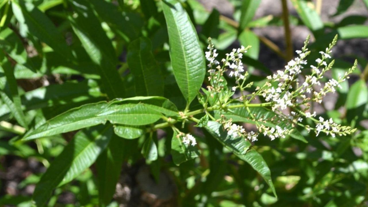 The 15 benefits of Cedron