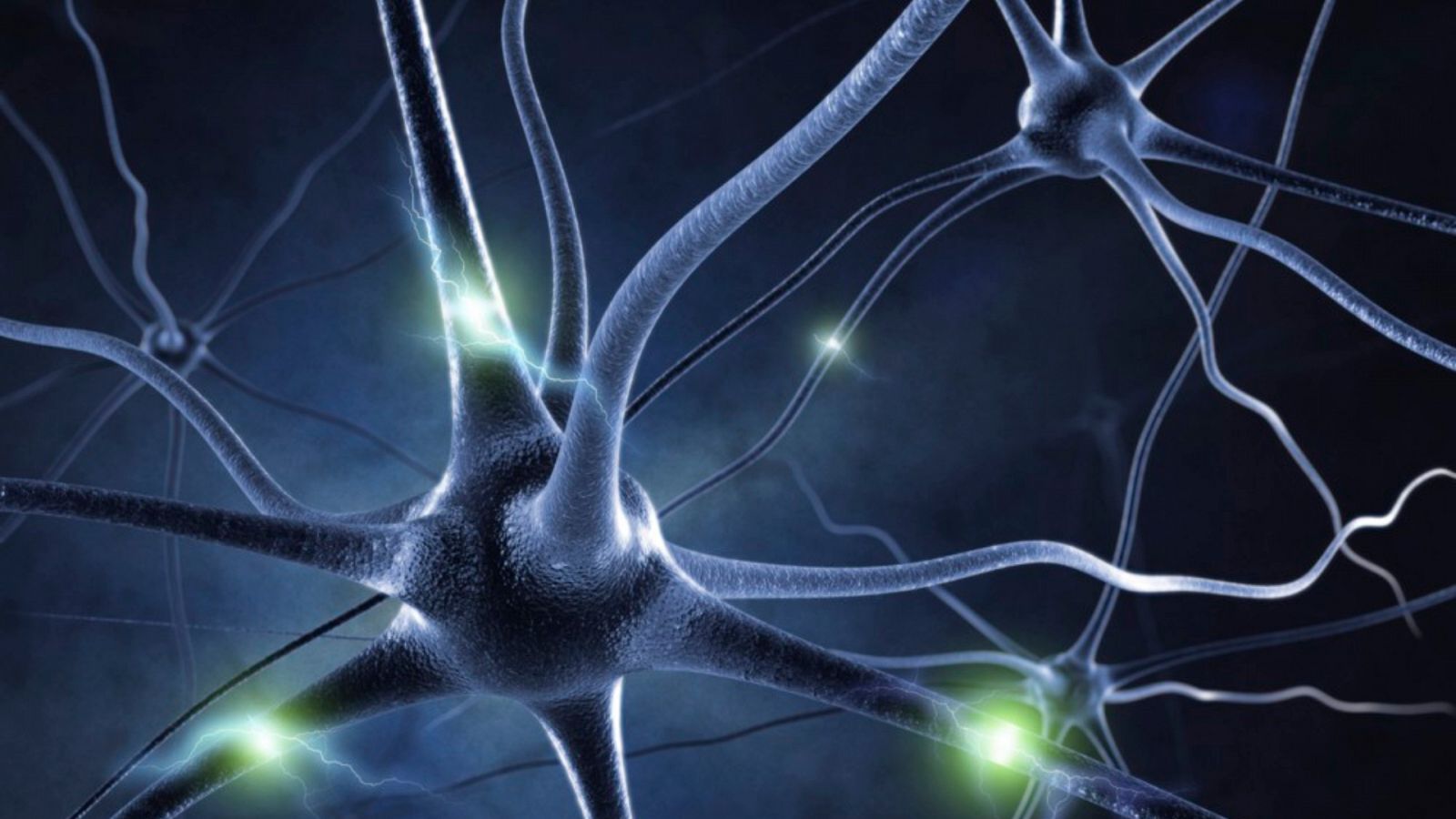 Le cellule staminali generano nuove connessioni neuronali