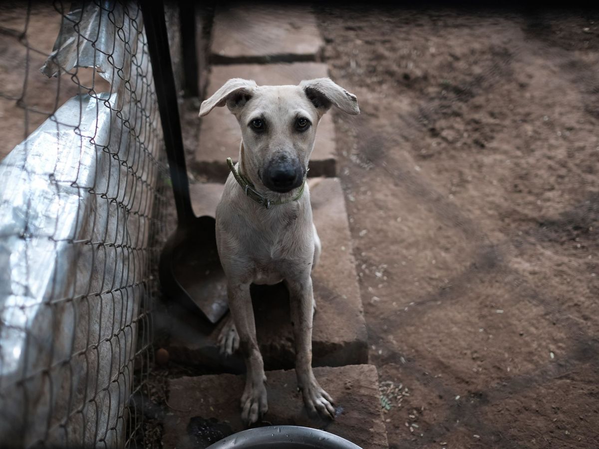 Aggressione verso gli animali? Conosci il tuo stato emotivo