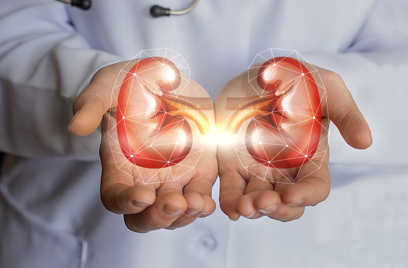 kidneys